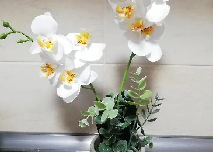 Voyagehome 2 アパート ティミショアラ